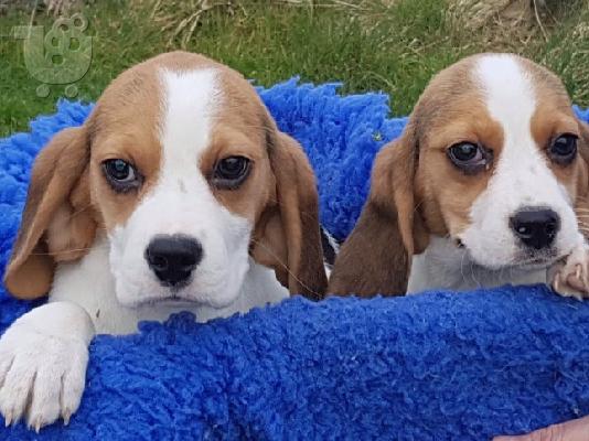 PoulaTo: Πανέμορφα κουτάβια Beagle.